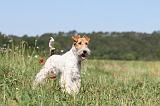 FOX TERRIER 001